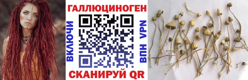 Галлюциногенные грибы Psilocybe Кувшиново